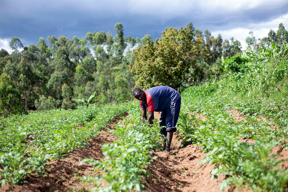 Commercial farming and crop production